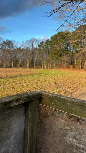 Sika hunting #funny #fyp #hunting #foryou | Jason Lebo