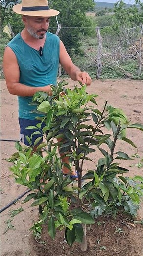 How to prune an orange tree 🍊