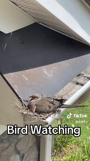 Discover Dovie: A Mourning Dove's Journey