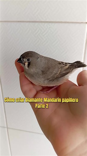 Cómo criar Diamante Mandarín papillero (Parte 2)