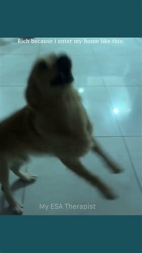 How My Emotional Support Dog Greets Me Every Day 🥹🐶 #shots