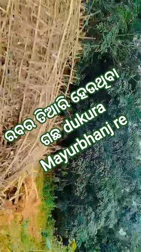 ରବର ଗଛ Rubber tree#nature #shorts#ytshorts