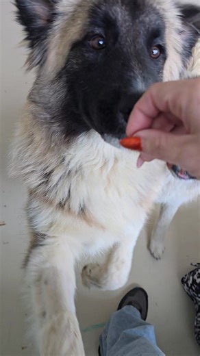 8.3K views · 162 reactions | Humane Society of Jefferson County, TN on Reels | Facebook