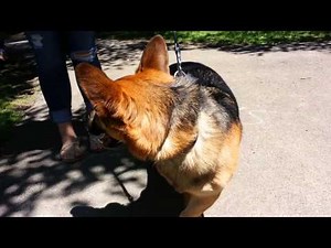 Corgi-German Shepherd mix