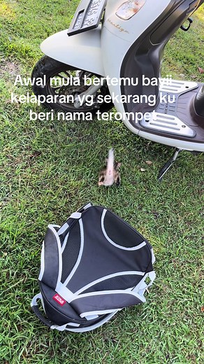 Awalnya td itu suami mau joging di lapangan … smpe lapangan kaya denger ngeong2 .. di tengok ternyata di kardus .. langsung ngikutin suami nangis nangis kucingnya. Terus suamin tlfn aku nyuruh nyusulin katanya ada kucing kecil di buang .. aku di suruh bawa makanan sama tas.. aku bawa makanan kucingku yg lainya .. eeh dia lahap bgt . Karena kasihan ya udah aku bawa pulang. #pecintakucing #catlover #rescuecat #rescue #kucing