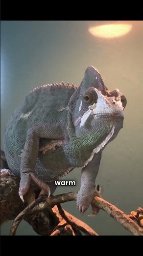 How Do Chameleons Change Color? 🦎🌈