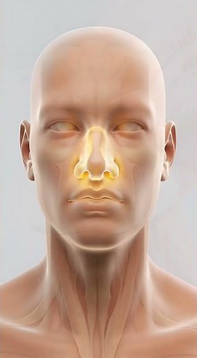 The Cushion Between Your Bones | Cartilage Explained #Cartilage #HumanBody