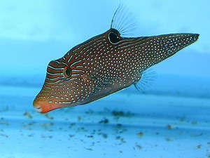 Canthigaster solandri - Alchetron, The Free Social Encyclopedia