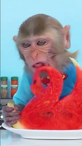 Monkey Baby Shark #monkeybaby #kidsvideo #kidsentertainment #kidseducation #learning #nurseryrhymes