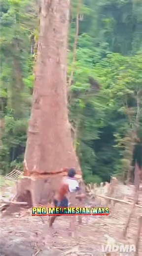 Handling the big tree with @AXE | Png Melanesian Ways