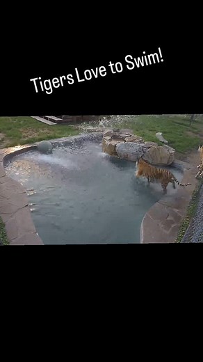 Catty Shack Ranch � | Open every day 1-3 & Friday and Saturday 6 pm buy your tickets when# you visit! Visiting is just one way to help us help the animals.... | Instagram