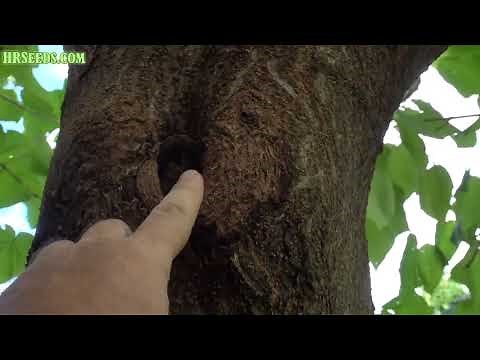 Cutting down the Royal Empress Tree, This tree needs to come down and here's why