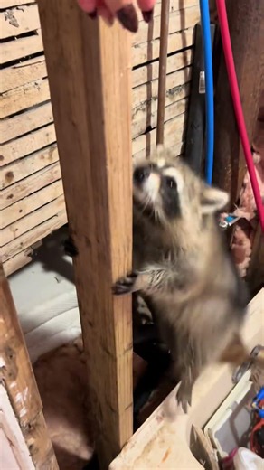 #raccoonsof #raccoon #babyanimals #raccoons #fyp #shorts