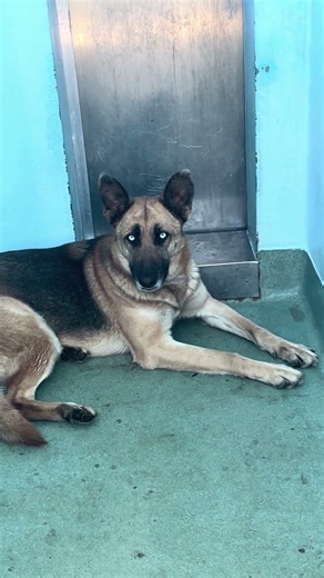NEW A5756564 Val | German Shepherd