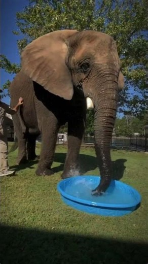 From Tiny to Giant 🐟➡️🐘 The Wildest Animal Glow Ups Ever 🔥