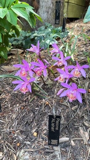 A new addition to the garden that makes us quite excited is the hybrid terrestrial orchid - Pleione 'Alishan'. This is our third year having it in the ground and the flower show is really good this year! But how is it related to Subaru? 🤔 #orchids #plantfacts #springflowers | Plant Delights Nursery, Inc.