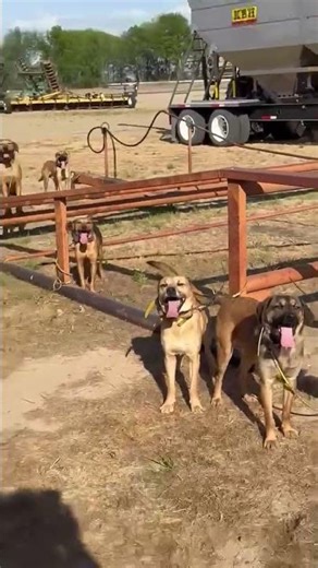 Crops are getting planted. Fertilizer getting spread. That means the pigs are causing problems.