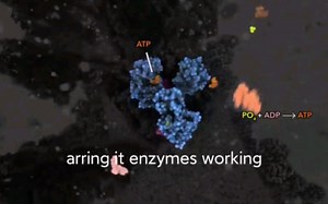 人体中ADP如何转化成ATP