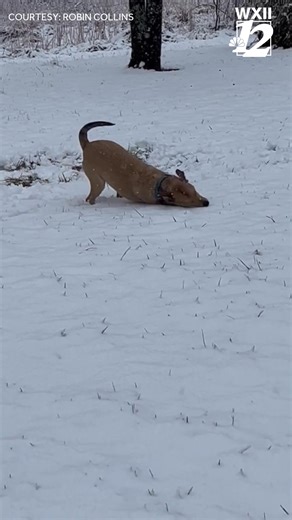 SNOW DAY! This dog is having the time of its life taking a snow bath in Slate Mountain, NC! Thanks to Robin Collins for sharing this video! https://www.wxii12.com/article/north-carolina-snow-photos-videos/69661958 | WXII 12 NEWS
