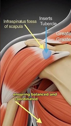 Rototar Cuff | 3D anatomy tutorial | impact Science | #facts #science #body