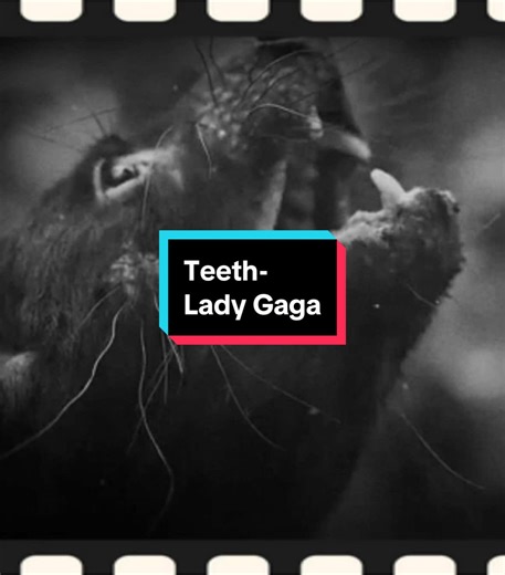 Cool Animal Edits Featuring Lady Gaga's Teeth Song