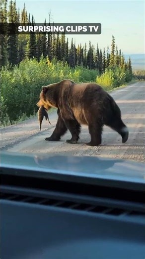 Bear Walks with Lizard as Another Grabs Tail