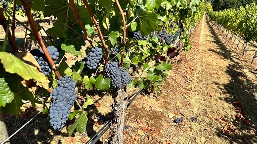 'Joan of Arc was able to bite into the same grape as us': Pinot Noir already existed in the Middle Ages
