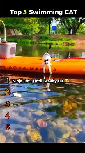 Top 5 Cats Who Actually LOVE Swimming! 🙀💦