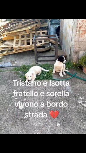 1.8K views · 77 reactions | Frosinone Tristano e Isotta, fratello e sorella cinque sei mesi presunta taglia media. Vivono a bordo strada a rischio investimento. Purtroppo posti liberi non ne abbiamo, si cerca stallo o adozione urgente . Per info 339 83 62 187 gradito una breve presentazione Grazie | Adotta un cucciolo Frosinone | Facebook