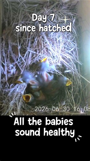 Day 7 baby bluebirds #cute