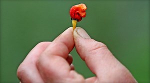 The hottest pepper in the world? Beware the 'Dragon's Breath'