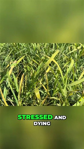 Weed Killer Results: See My Lawn Transformation! #shorts