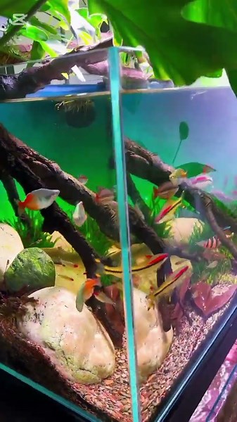 Looking at the design of the aquarium and the fish truly brings a deep sense of peace to your mind.