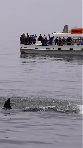 Whammy! This was an epic encounter from last week with the Orcas. I'm not sure which one this is because you cant see the saddle or the whole dorsal but, whoever she was, she was awesome! Tail slaps can be for communication, play, aggression or celebration. The pod had just taken down a couple of sea lions for brunch so I'm guessing this was celebrating. Orcas are a sight to behold and I always feel grateful to do what I love for a living. The people out for whale watching that day were not disa