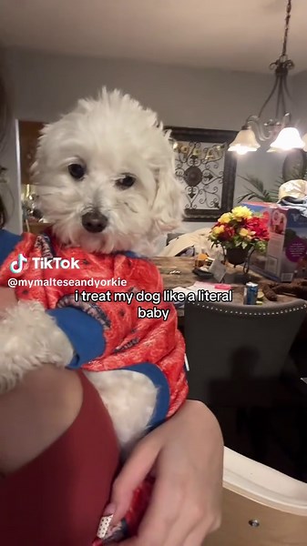 Caring for Maltese Puppies Like Infants