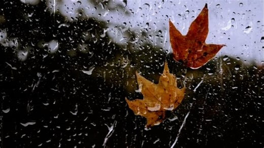 Leaf, Rain, Beautiful Wallpaper. Free Stock Video