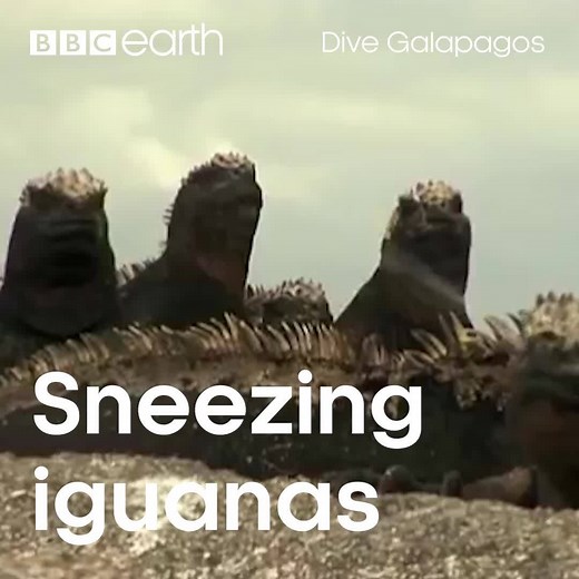 85K views · 1.6K reactions | Bless you! 蠟 | BBC Earth | Facebook