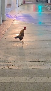 This is Duval Street. Before the chaos. Before the crowds. Before the bars fill up and the music starts blaring. It's still dark. The street's empty. And Carl's doing his thing. Crowing at the sunrise that hasn't even shown up yet. This is the Key West most people never see. Quiet. Calm. Almost peaceful. No tourists stumbling around. No bachelorette parties screaming. Just you, the roosters, and the island waking up. If you've never experienced early morning Duval... You're missing out. 📍 Duval