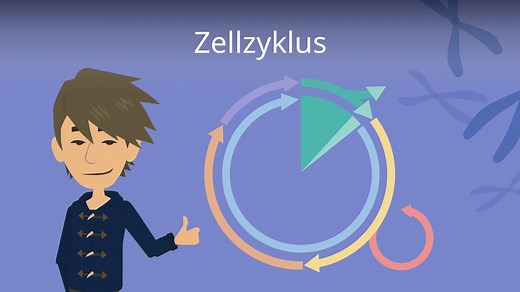 Zellzyklus einfach erklärt • Phasen und Regulation