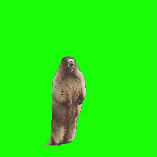 猫ミーム素材 叫ぶビーバー (Cat meme green screen)