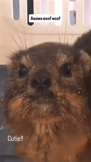 1andOnlyHyrax