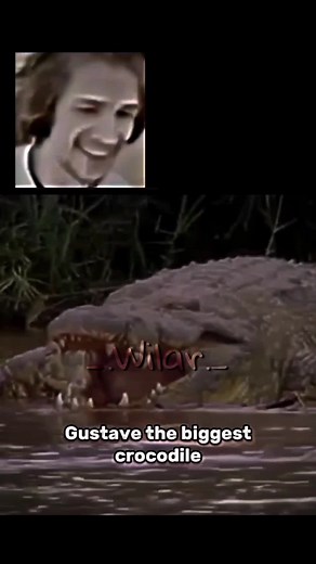 Sarcosuchus Movie: Gustave The Crocodile Edit