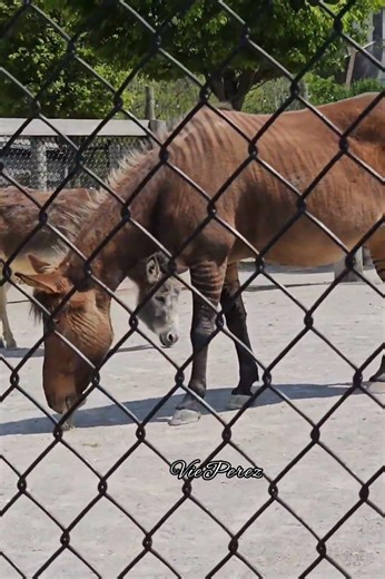 Amazing Zebrose – A Zebra Horse Hybrid!