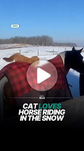 50K views · 874 reactions | We got a cat rodeo over here 鸞 | Daily Mail Entertainment | Facebook