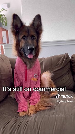 Funny Football Dog Commercial Compilation