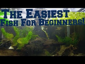 Easiest beginner fish! White Cloud Mountain Minnow.