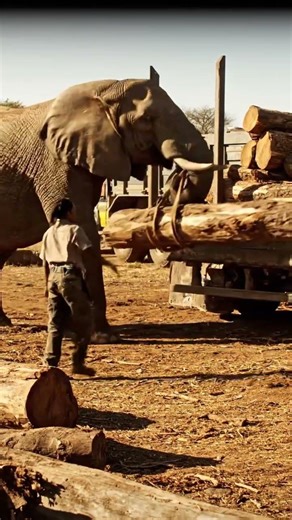 January 19, 2026. How is amiazing Elephants 🐘 carrying log wood and loading on truck .