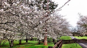 What makes cherry blossoms successfully bloom?