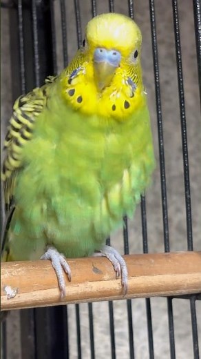 Day-2Budgies Talking & Chirping | Relaxing Parakeet Sounds for Stress Relief & Pet Lovers