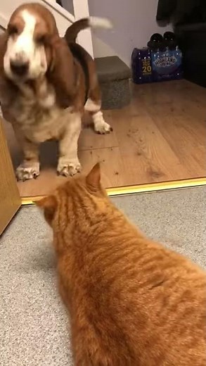 Basset Hound vs ginger cat
